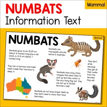 Preview of Numbat Information Text Reading Passage - Australian Mammal - Marsupials
