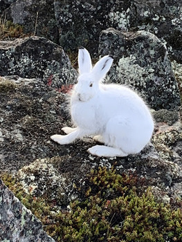 Preview of Nunavut Arctic Hare slide show for K-3