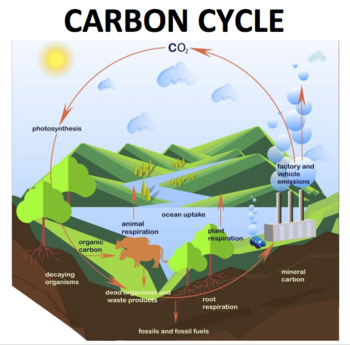 Nutrient Cycle Bundle - Carbon Cycle, Nitrogen Cycle and Water Cycle ...