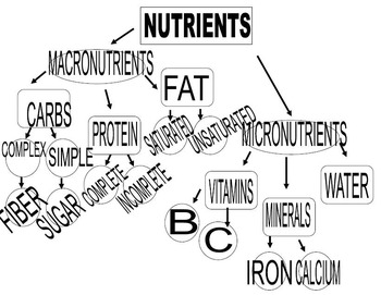 Preview of Nutrient Outline/Graphic Organizer
