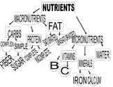 Nutrient Outline/Graphic Organizer