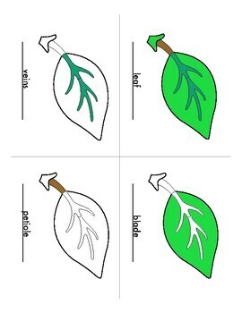 Preview of Parts of Leaf Botany Coloring Set- Montessori Freebie- Special Offer
