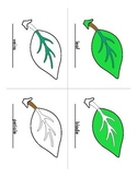 Parts of Leaf Botany Coloring Set- Montessori Freebie- Spe
