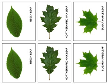 Preview of OANC Leaf Identification Matching (PreK-2)