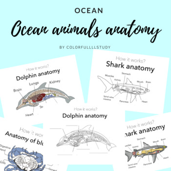 Preview of OCEAN ANIMALS anatomy by colorfullllstudy