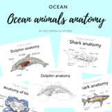 OCEAN ANIMALS anatomy by colorfullllstudy