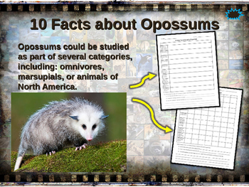 https://ecdn.teacherspayteachers.com/thumbitem/OPOSSUMS-visually-engaging-PPT-w-facts-video-links-handouts-more-2508640-1666472318/original-2508640-2.jpg