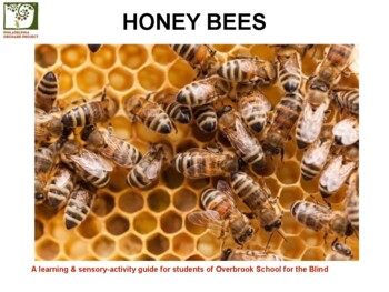 Preview of ORCHARD LESSON BOOK: Honeybee Sensory Lesson Book K-5, Special Needs