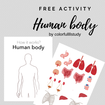 Preview of ORGANS OF HUMAN BODY - Free Activity from colorfulllstudy