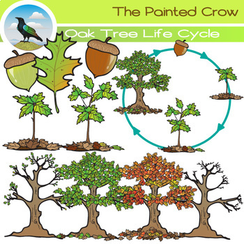 Preview of Oak Tree Life Cycle Clip Art Set