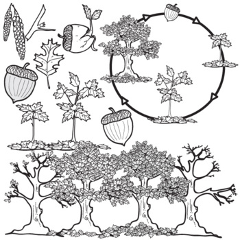 tree of life clip art black and white