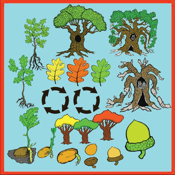 Preview of Oak Tree Life Cycle Realistic Clipart : Commercial Use OK