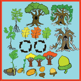 Oak Tree Life Cycle Realistic Clipart : Commercial Use OK
