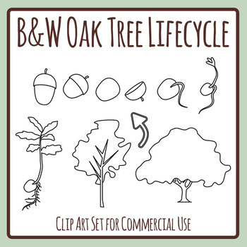 oak tree with acorns clip art