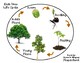 acorn tree life cycle