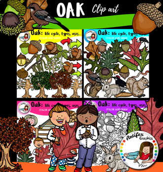 Preview of Oak: life cycle, types, uses… 93 items!