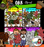 Oak: life cycle, types, uses… 93 items!