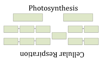 Preview of Concept Mapping Cellular Respiration and Photosynthesis