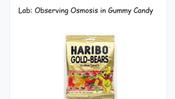 Preview of Observing Osmosis in Gummy Bears Lab