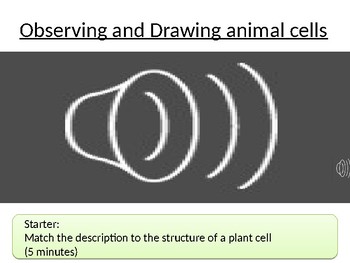 Drawing Animal Cells Worksheets Teaching Resources Tpt