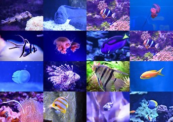 Preview of Ocean Animal Pictures/Photos - Clip Art Pack for Commercial Use