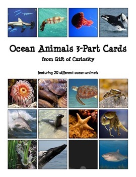 Ocean Three Part Cards Teaching Resources | Teachers Pay Teachers