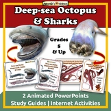 Ocean Animals Deep-sea Octopus Sharks Biology Zoology PPTX