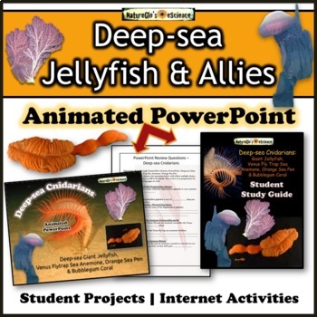 Preview of Ocean Animals Jellyfish Zoology PowerPoint