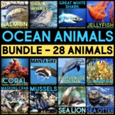 Ocean Animals Nonfiction Animal Research & Comprehension A