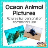 Ocean Animals Photographs