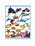 Ocean Animals Realistic Commercial Clip Art