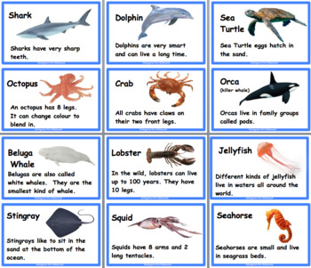 Ocean Animals (Sea Life) by Kindergarten First Rita Rabcaniak RRabcaniak