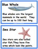 Ocean Animals (Sea Life)