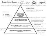 Ocean Food Chain + Marine Trophic Levels Chart
