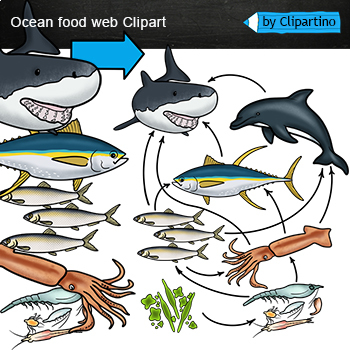 Preview of Ocean Food Web Clip Art/ Food Chain Realistic Clip Art /Ocean animals
