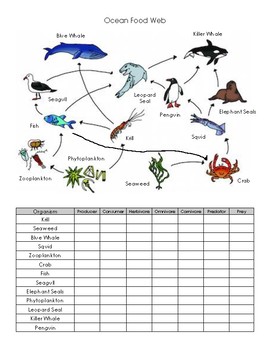 Ocean Food Web Practice Worksheet by Breda Science and History | TpT