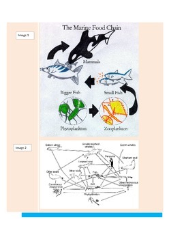 Preview of Ocean Food Webs