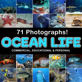 Preview of Photos Photographs SEA LIFE, clip art