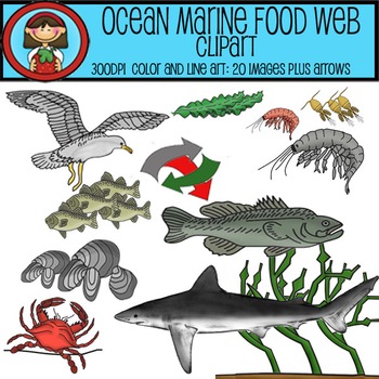 Ocean Marine Food Web Clip Art Set - 20 images plus arrows for ECOLOGY  lessons