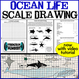 Ocean/Marine Life Scale Drawing Mini-Project Activity Proportions