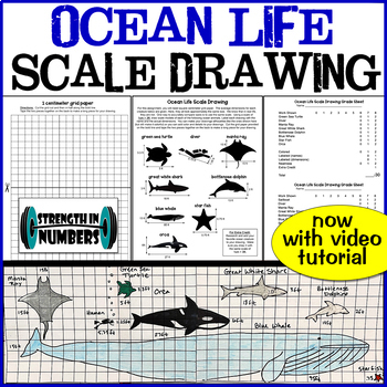 Preview of Ocean/Marine Life Scale Drawing Mini-Project Activity Proportions