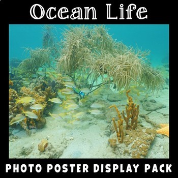 Preview of Ocean Life Posters | Science Display | Habitats | Animals | Vocabulary Posters