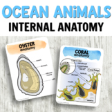 Ocean Theme: Ocean Animals Internal Anatomy