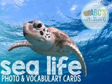 Ocean Photo & Vocabulary Cards