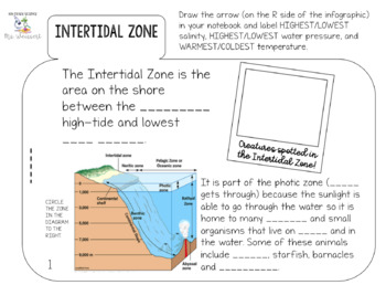 Ocean Zones Guided Note Flip-book by Get Wise With Weissert | TPT