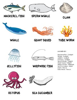 Lesson Plan: Ocean Zones & Ocean Creatures by create your SHINE | TpT