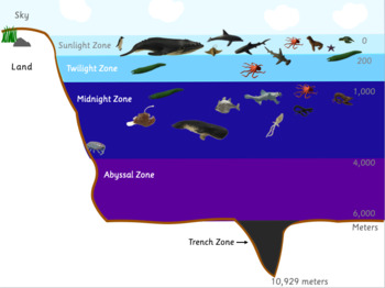 Ocean Zones and Ocean and Deep Sea Animal Sort and Work by SciDesigns