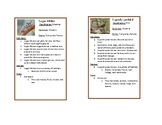 Oceania - Temperate Forests Animal Biome Cards