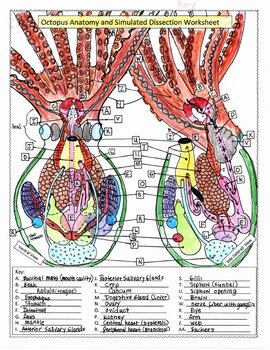 Preview of Octopus Anatomy and Simmulated Dissection Worksheet