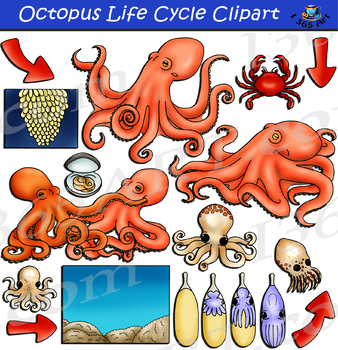 Preview of Octopus Life Cycle Clipart